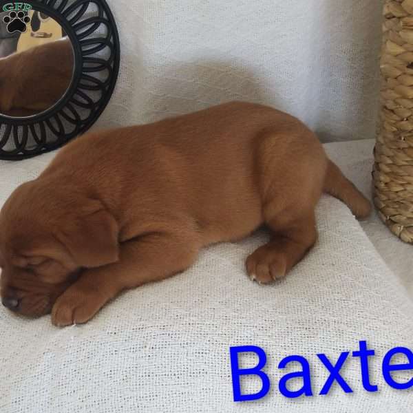 Baxter, Fox Red Labrador Retriever Puppy