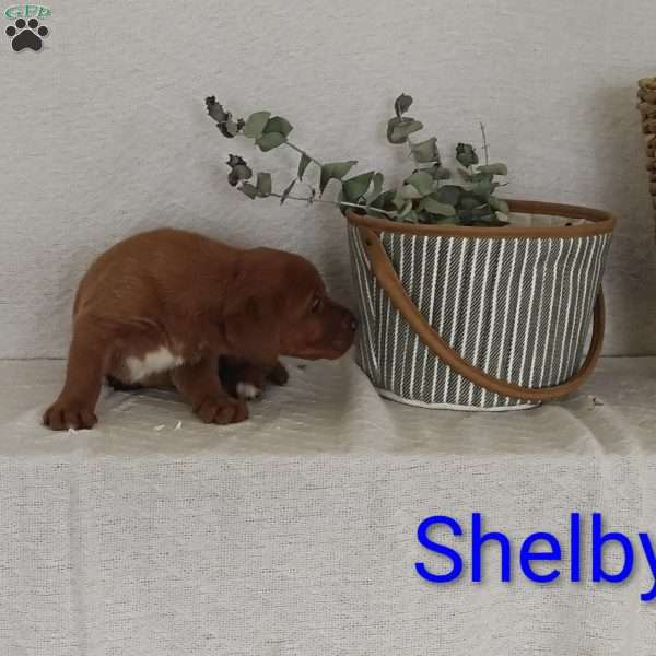 Shelby, Fox Red Labrador Retriever Puppy