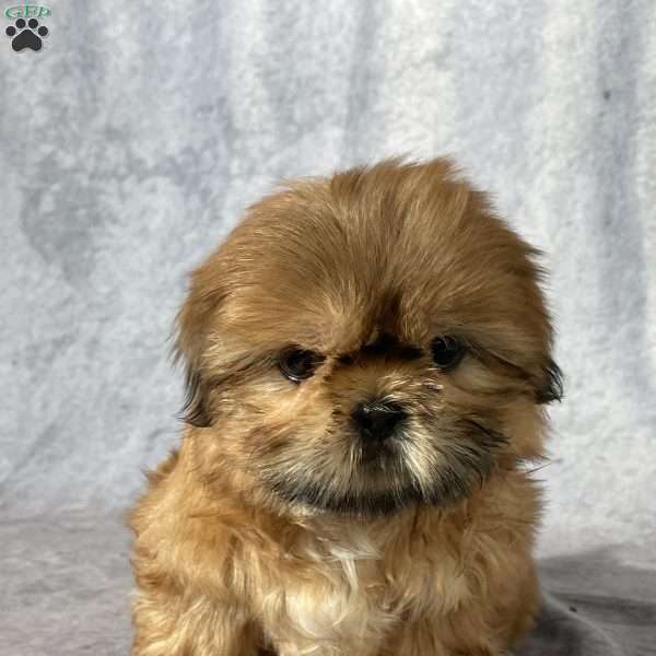 Asher, Shih Tzu Puppy