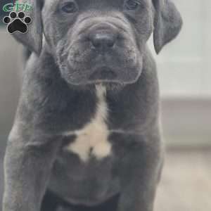Raven, Cane Corso Puppy