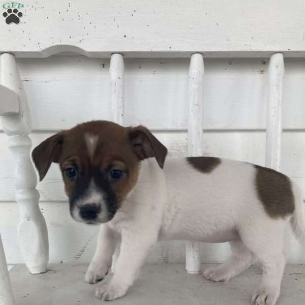 Tia, Jack Russell Terrier Puppy