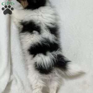 Nuggets, Papillon Puppy