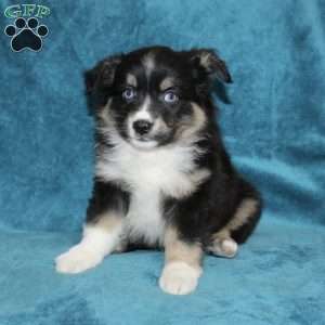 Rocky, Miniature Australian Shepherd Puppy
