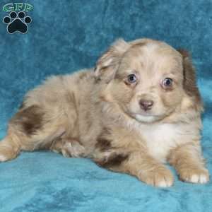 Lulu, Miniature Australian Shepherd Puppy