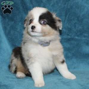 Rover, Miniature Australian Shepherd Puppy