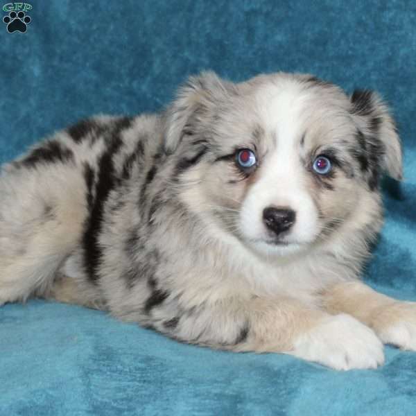 Lacey, Miniature Australian Shepherd Puppy