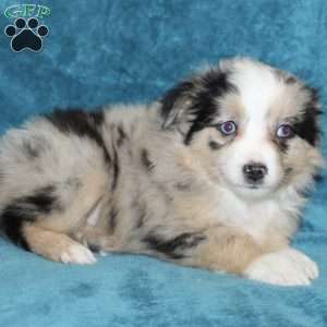 Lilly, Miniature Australian Shepherd Puppy