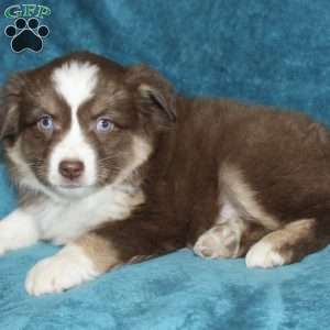 Lexi, Miniature Australian Shepherd Puppy