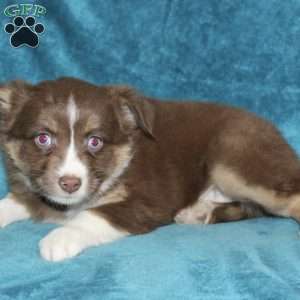 Lila, Miniature Australian Shepherd Puppy