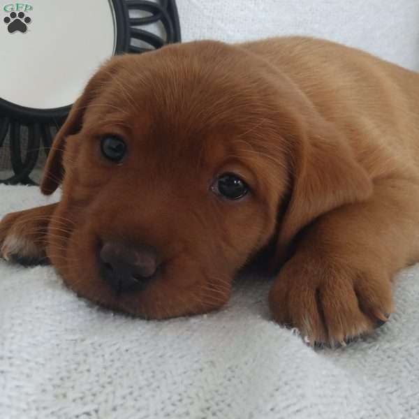 Lilah, Fox Red Labrador Retriever Puppy