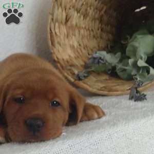 Lilah, Fox Red Labrador Retriever Puppy