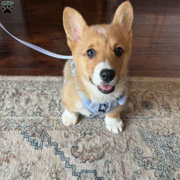 EL, Pembroke Welsh Corgi Puppy