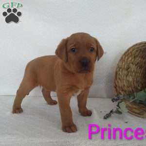 Princess, Fox Red Labrador Retriever Puppy