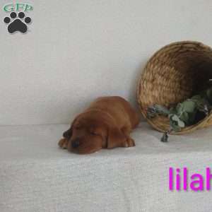 Lilah, Fox Red Labrador Retriever Puppy