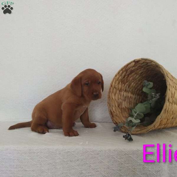 Ellie, Fox Red Labrador Retriever Puppy
