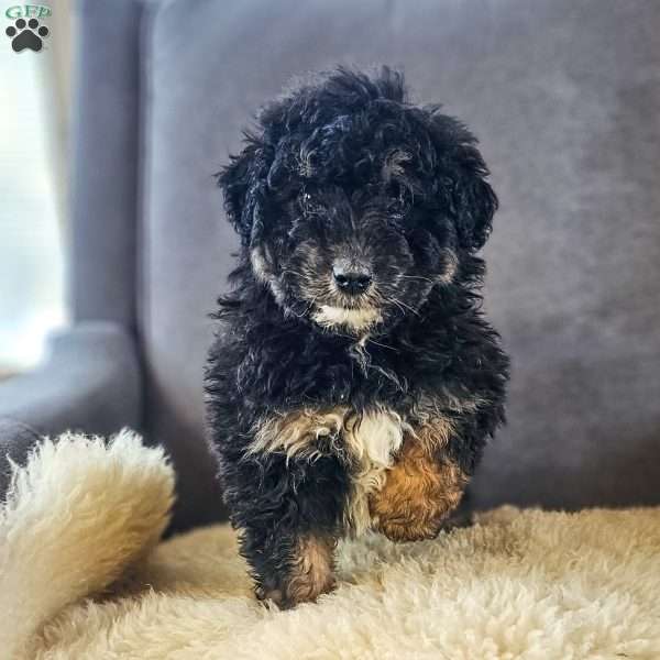 Natalie, Mini Bernedoodle Puppy