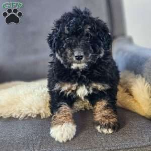 Natalie, Mini Bernedoodle Puppy