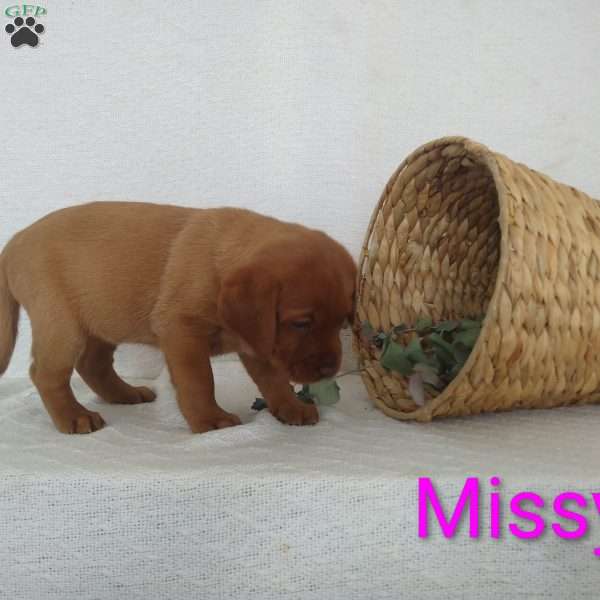 Missy, Fox Red Labrador Retriever Puppy