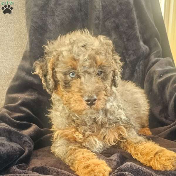 Alex, Mini Bernedoodle Puppy