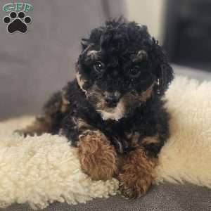Carter, Mini Bernedoodle Puppy