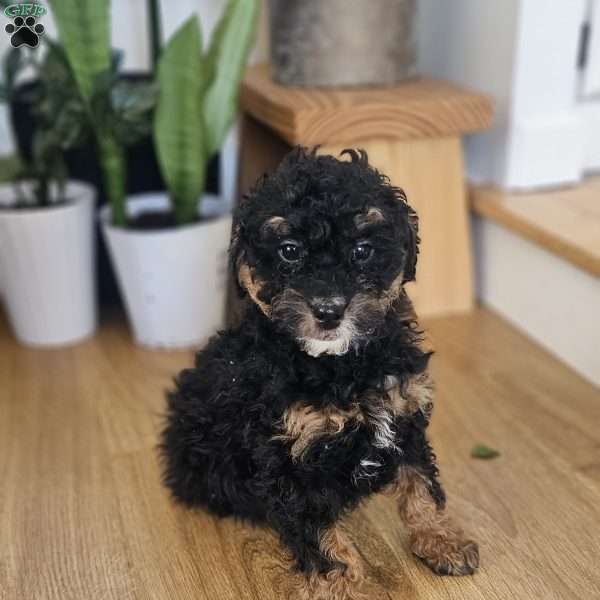 Carter, Mini Bernedoodle Puppy