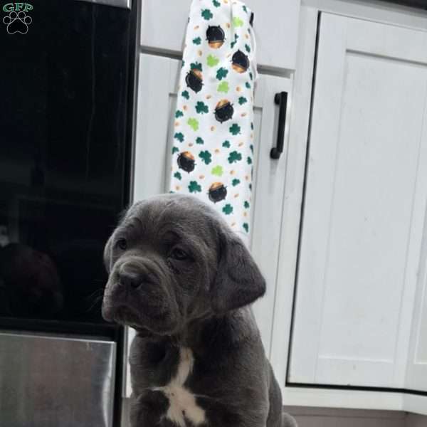Raven, Cane Corso Puppy