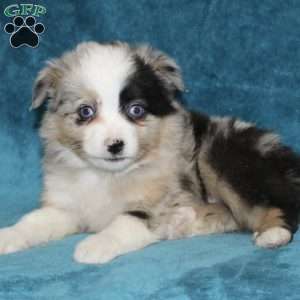 Rover, Miniature Australian Shepherd Puppy