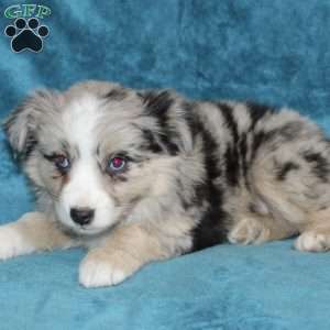Lacey, Miniature Australian Shepherd Puppy