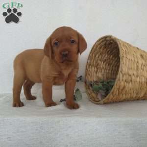 Missy, Fox Red Labrador Retriever Puppy