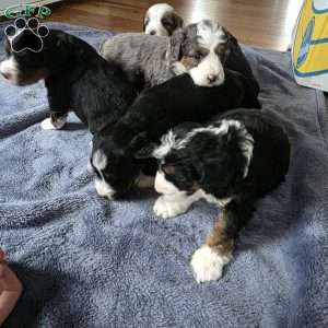 Annabelle, Mini Bernedoodle Puppy