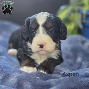 Aspen, Mini Bernedoodle Puppy