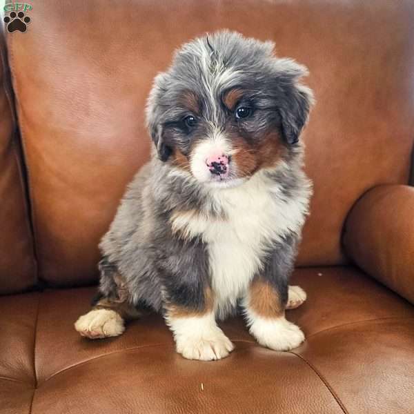 Luna, Bernedoodle Puppy