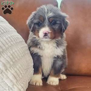 Luna, Bernedoodle Puppy