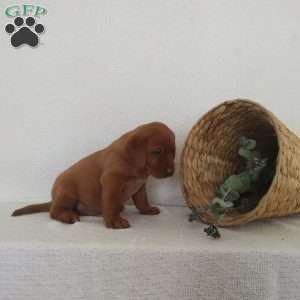 Ellie, Fox Red Labrador Retriever Puppy