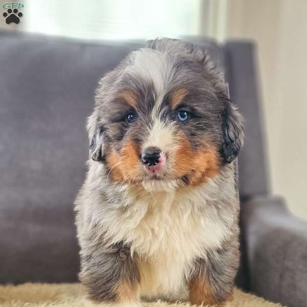 Cash, Bernedoodle Puppy