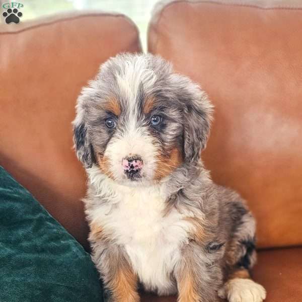 Blue, Bernedoodle Puppy