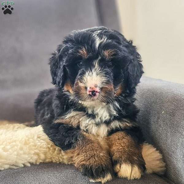 Coco, Bernedoodle Puppy