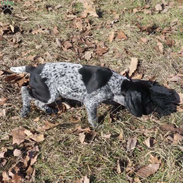 Roxie, German Shorthaired Pointer Puppy