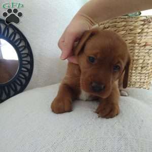 Shelby, Fox Red Labrador Retriever Puppy