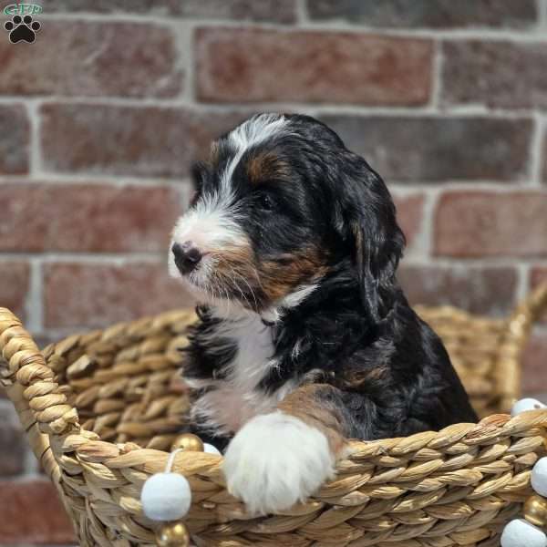 Alice, Mini Bernedoodle Puppy