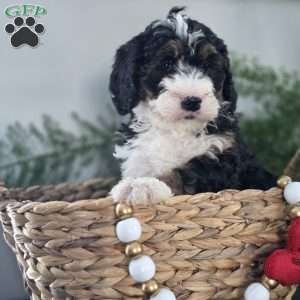 Annabelle, Mini Bernedoodle Puppy