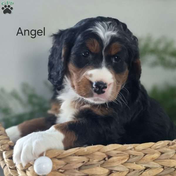 Angel, Mini Bernedoodle Puppy