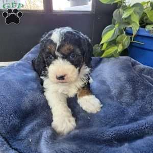Annabelle, Mini Bernedoodle Puppy