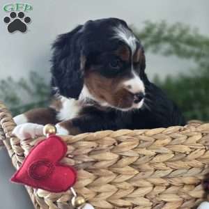 Angel, Mini Bernedoodle Puppy