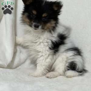 Nuggets, Papillon Puppy
