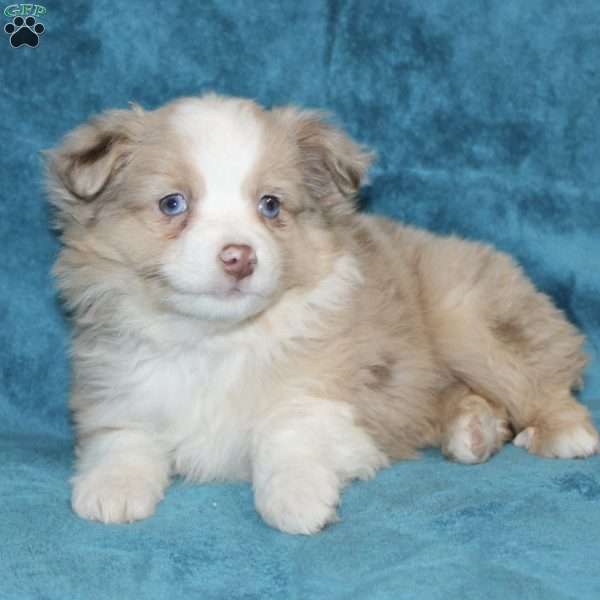 Laurel, Miniature Australian Shepherd Puppy