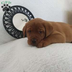 Buster, Fox Red Labrador Retriever Puppy