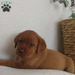 Missy, Fox Red Labrador Retriever Puppy