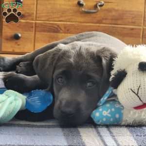 Bruce, Charcoal Labrador Retriever Puppy