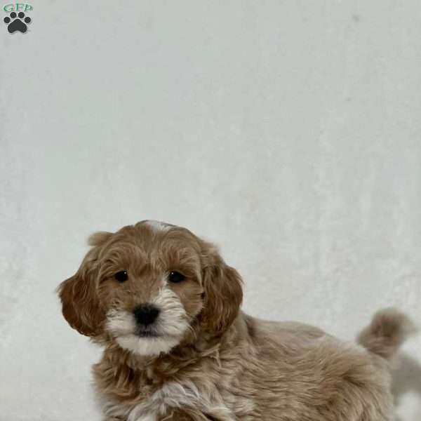 Bear, Mini Goldendoodle Puppy